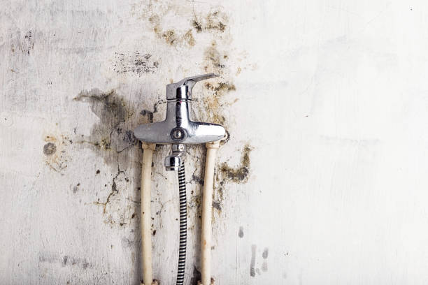 Best Black Mold Remediation in Elkins Rk, PA
